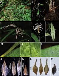 Image result for Schoenoxiphium