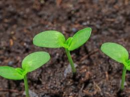 Maybe you would like to learn more about one of these? Seeds That Need Light To Germinate