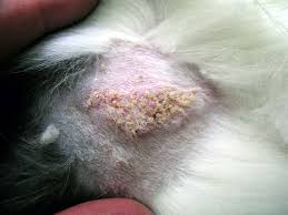 Image result for Pemphigus