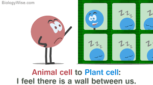 Animal cells and plant cells share the common components of a nucleus, cytoplasm, mitochondria and a cell membrane. A Brief Comparison Of Plant Cell Vs Animal Cell Biology Wise