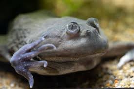 For licensing or usage, contact licensing@viralhog.com Budgett S Frog The Complete Lepidobatrachus Laevis Care Sheet Everything Reptiles