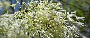 Maybe you would like to learn more about one of these? Great Trees For Flower Power The North Carolina Arboretum