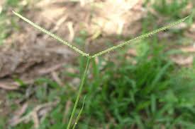 Image result for Paspalum conjugatum