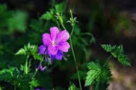 ゼラニウムが枯れる原因とは 復活させる方法にはどうすればいい 植物navi