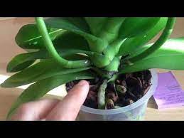 Bir tanesi diplere doğru az kuru olduğu için budadım, toz tarçın sürdüm lakin yeni dal vermesi için çabalıycam ama neden kurur? Orkide Cicek Acmiyor Cicek Acmasi Dal Vermesi Icin Ne Yapmaliyiz Youtube Orkideler Cicek Bitki