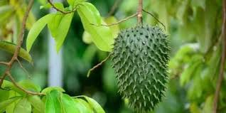 Check spelling or type a new query. 6 Manfaat Daun Sukun Kering Bagi Kesehatan Bantu Atasi Penyakit Ginjal Merdeka Com