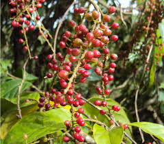 Image result for Antidesma