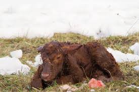 New Born Calf By Jeff Swan Calves Swan Animals