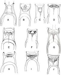 Si exemplul cel mai empiric de care. An Illustrated Guide For Characters And Terminology Used In Descriptions Of Phlebotominae Diptera Psychodidae