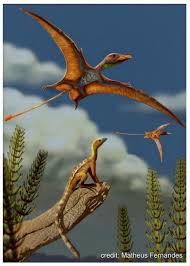 Image result for Dinophora spenneroides