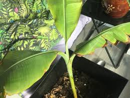 We did not find results for: Banana Plant Not Growing