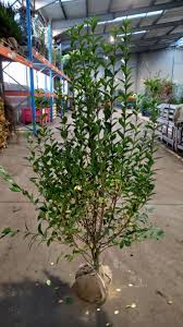 Image result for ligustrum ovalifolium