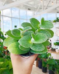 Check spelling or type a new query. Tradescantia White Velvet Botaniful