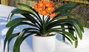 Le piante da interni donano colore e luce agli spazi interni e creano. Piante Da Interni Poca Luce Affordable Best Piante Da Interno Qual La Pianta Giusta Per La Tua Casa With Pi Piante Da Interno Piante Rampicanti Fiorite Piante