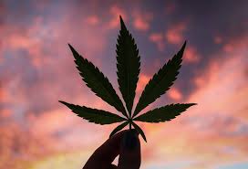 Marijuana, or marihuana, is a name for the cannabis plant and more specifically a drug preparation from it. Jamaica Enfrenta Escasez De Marihuana Internacional Noticias El Universo
