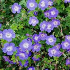 Selected as the 2008 perennial plant of the year. Geranium Rozanne Pb6 5 10 15