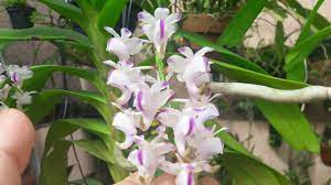 Orquidea Aerides Odorata Floracao E Cultivo Youtube