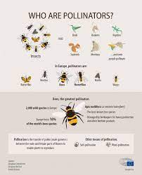 Learn about flower pollination with free interactive flashcards. What S Behind The Decline In Bees And Other Pollinators Infographic News European Parliament