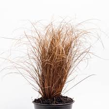 Image result for Carex brassii