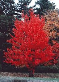 Acer palmatum 'aka shigitatsu sawa'. Gardening Guides Garten Sonnenschein
