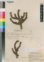 Image result for Euphorbia corniculata