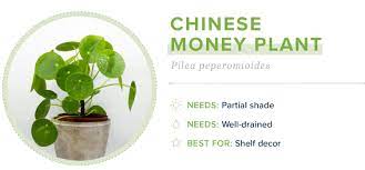 Indoor planters, large decorative indoor plant pots, indoor flower pots uk. 21 Small Indoor Plants For Apartment Living Proflowers