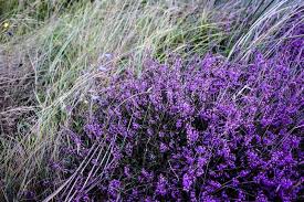 Learn how to make natural purple soap with alkanet root, scented essential oil, and organic rose petals for decoration. Colorful Purple Heather Purple Heather Stock Image Colourbox