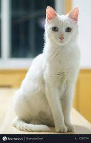 Free Mysterious White Cat Photo Cats Cute Cats Photos Pretty Cats