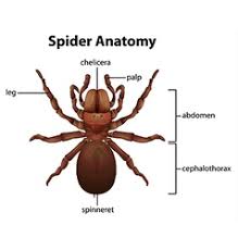 Spider Anatomy Vector Images 77