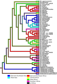 Image result for Momordica pterocarpa