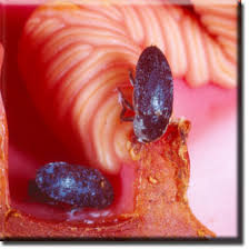 Image result for Hydnora