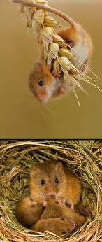 Harvest Mouse Harvest Mice Are Europe S Smallest Rodents With A Remarkable Prehensile Tail This Long Hairless L Harvest Mouse Animals Beautiful Animals Wild