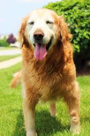 We have over 40 years of experience and will help you find the Golden Retriever Rescue Resource Senior Golden Retriever Adoptions