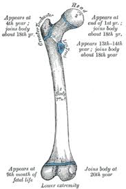 What does bone modeling mean? Femur Wikipedia