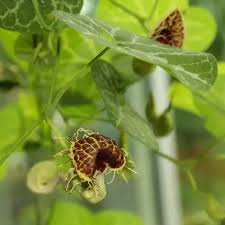 Image result for Commiphora schlechteri