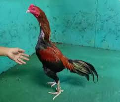 Ayam Bangkok F1 Pukul K O Win 3x Jual Beli Hewan Jadi Mudah