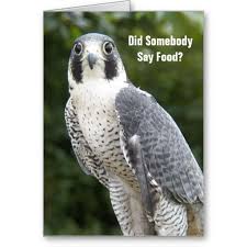 Peregrine Falcon Photo Funny Birthday Card Zazzle Com Funny Birthday Cards Birthday Humor Birthday Greeting Cards