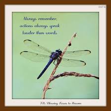 The Dragonfly Dragonfly Quotes Dragonfly Dreams Dragonfly Images