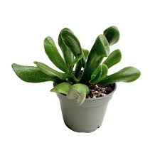 Image result for Crassula perfoliata