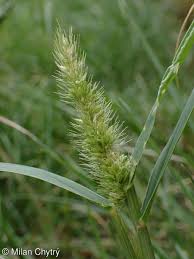 Image result for Setaria viridis