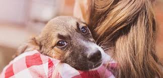She could not afford safety fencing. How To Organize A Local Pet Adoption Event Petfinder