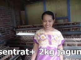 We did not find results for: Wa Baru 087858337799 Ayam Petelur Umur 11 Minggu Pola Nogososro Sabuk Inten Tanpa Vaksin Youtube