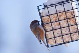 Maybe you would like to learn more about one of these? Suet For Birds Homemade Suet Recipes The Old Farmer S Almanac
