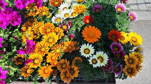 Immagine 1 / 4 cosa è fiori? Fiori 4k