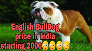 See more of orta's akc english bulldog puppies for sale on facebook. English Bulldog Price In India Youtube