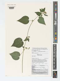 Image result for Sida urens