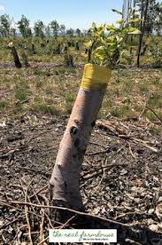 Special thanks to the horticulture team at the penn state fruit research and extension center. Grafting Apple Trees To Take Advantage Of An Already Established And Healthy Grafting Fruit Trees Growing Fruit Trees Grafting Plants
