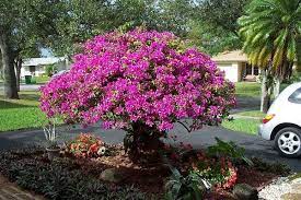 Bougainvillia Free Standing Pruned As A Tree Landscaping Trees Trees To Plant Bush Garden