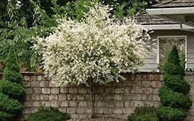 Both produce outstanding variegated white, pink and green leaves in spring that mature to green and white during summer. 1 Starter Plant Qt Pot Of Japanese Dappled Nishiki Willow Shrub Tree Salix Integra Hakuro Nishiki Buy Online In China At China Desertcart Com Productid 129476220