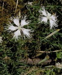 Image result for Dianthus chimanimaniensis